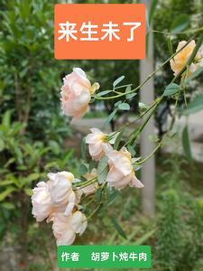 来生未了情男的