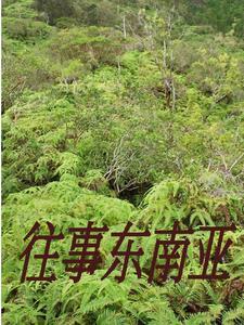 在缅北的人员