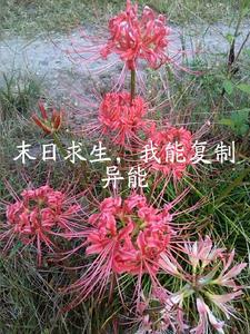 末日求生无异能的